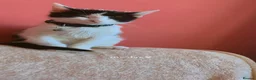 American Shorthair cats for sale: Oreo American Shorthair  - Advert 3