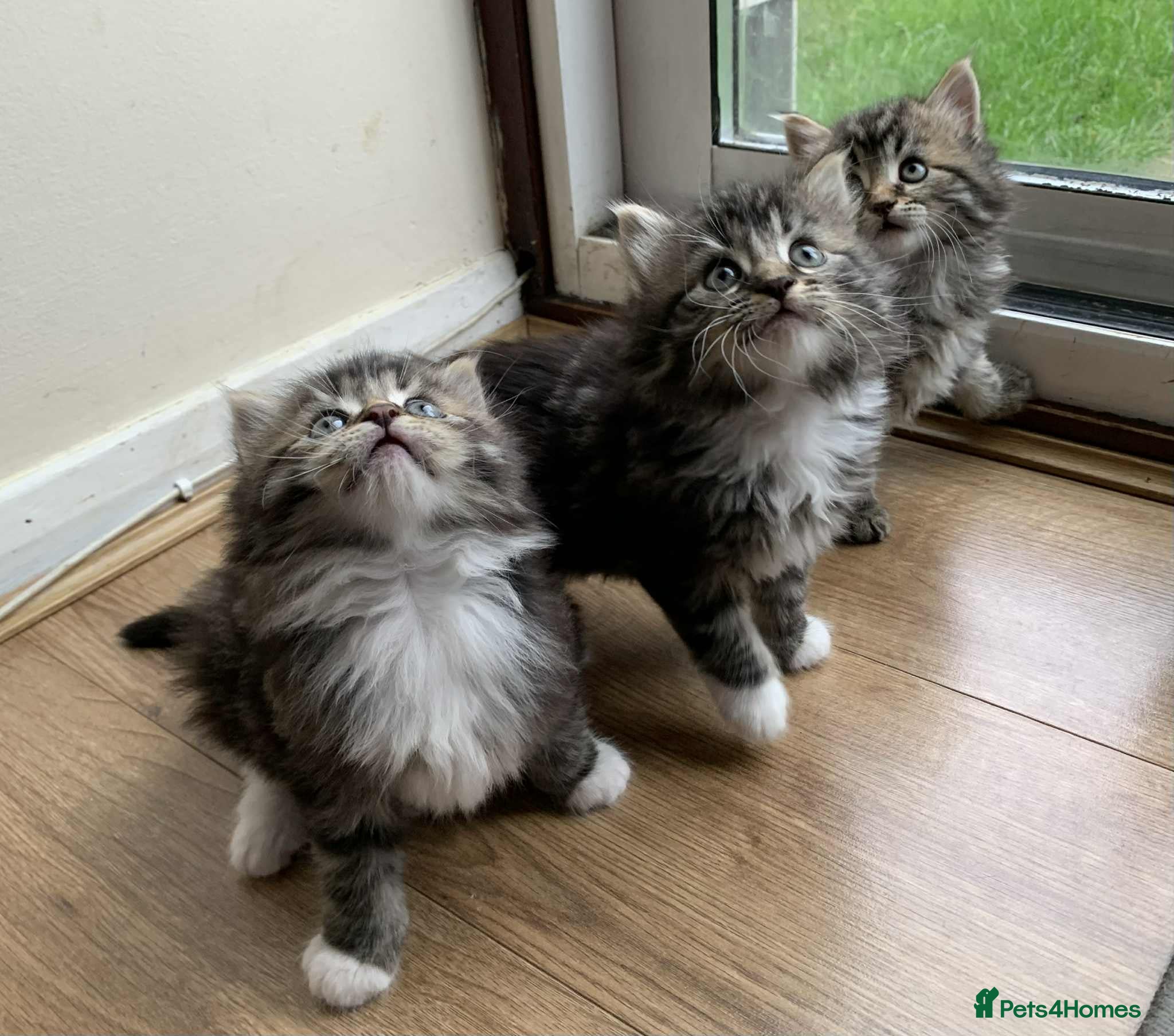 Norwegian Forest Cat cats Norwegian Forest kittens - Advert 1