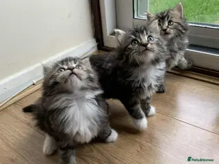 Norwegian Forest Cat cats Norwegian Forest kittens - Advert 10