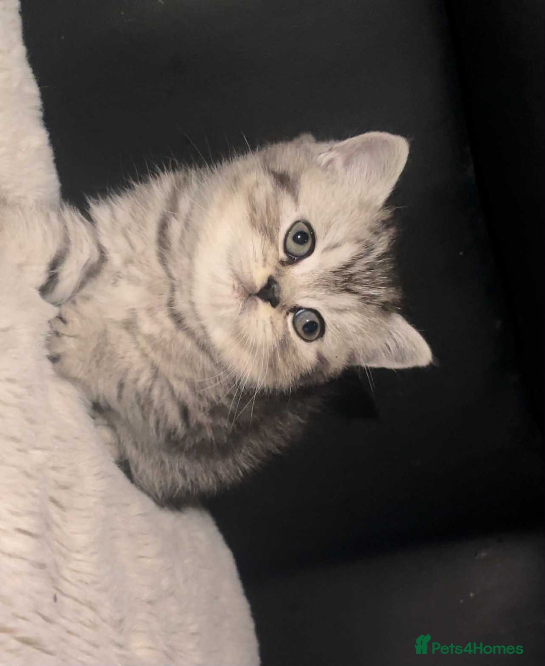 British Shorthair cats for sale: Beautiful bsh kittens looking for forever homes  - Image 15