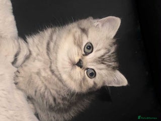 British Shorthair cats Beautiful bsh kitten, last one left! - Advert 9