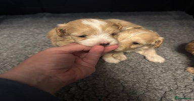 Maltipoo dogs - Advert 9