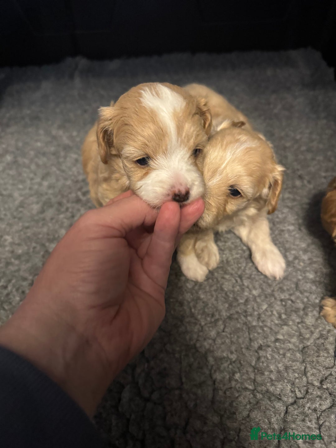 Maltipoo dogs for sale: Teddy bear maltipoo puppies  - Image 2