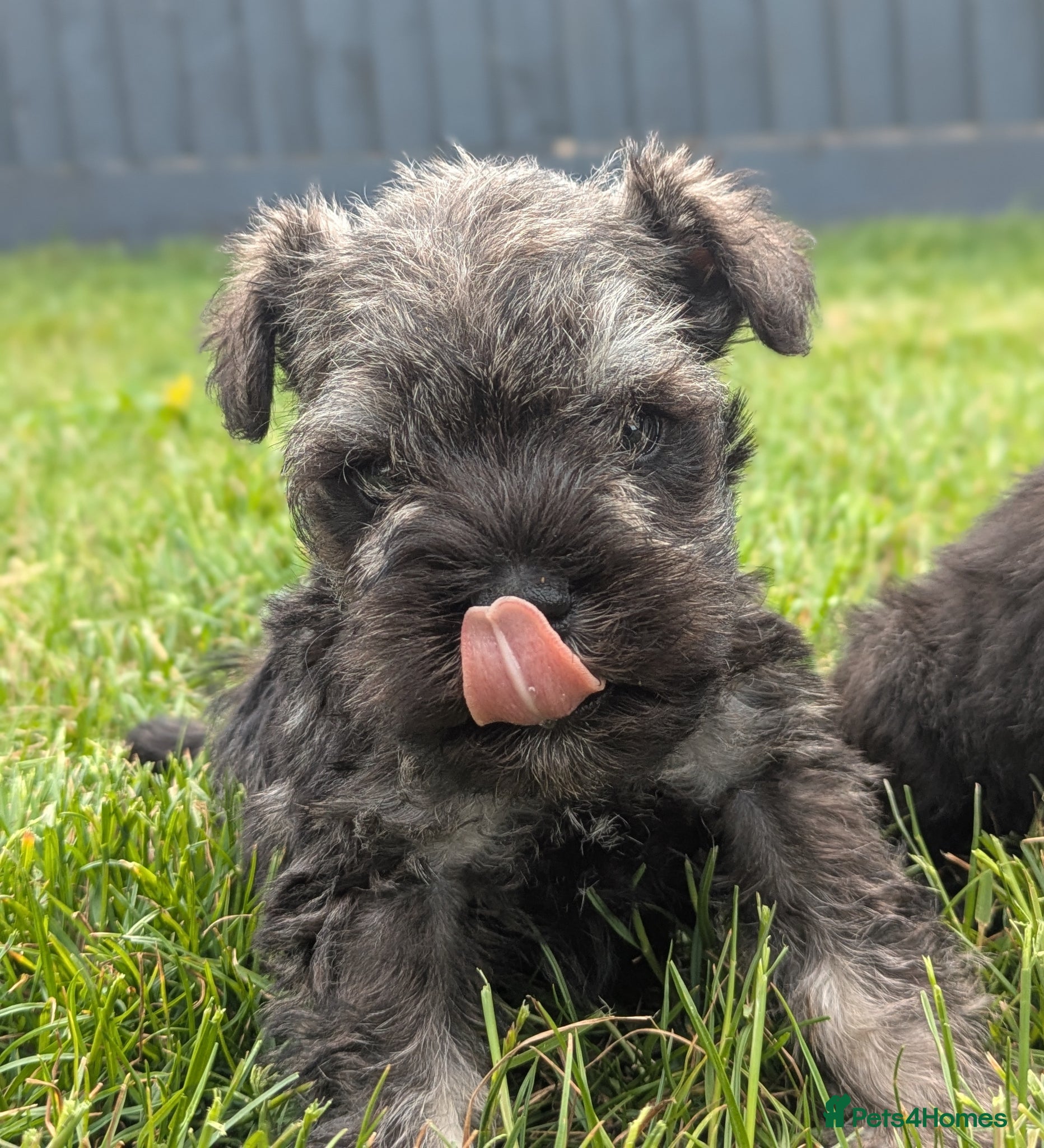 Miniature Schnauzer dogs KC Health tested Miniature Schnauzer Puppies - Advert 21