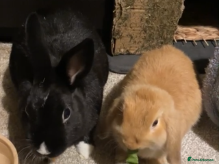 Mixed Breed rabbits Bunny couple looking for a forever home. - Advert 2