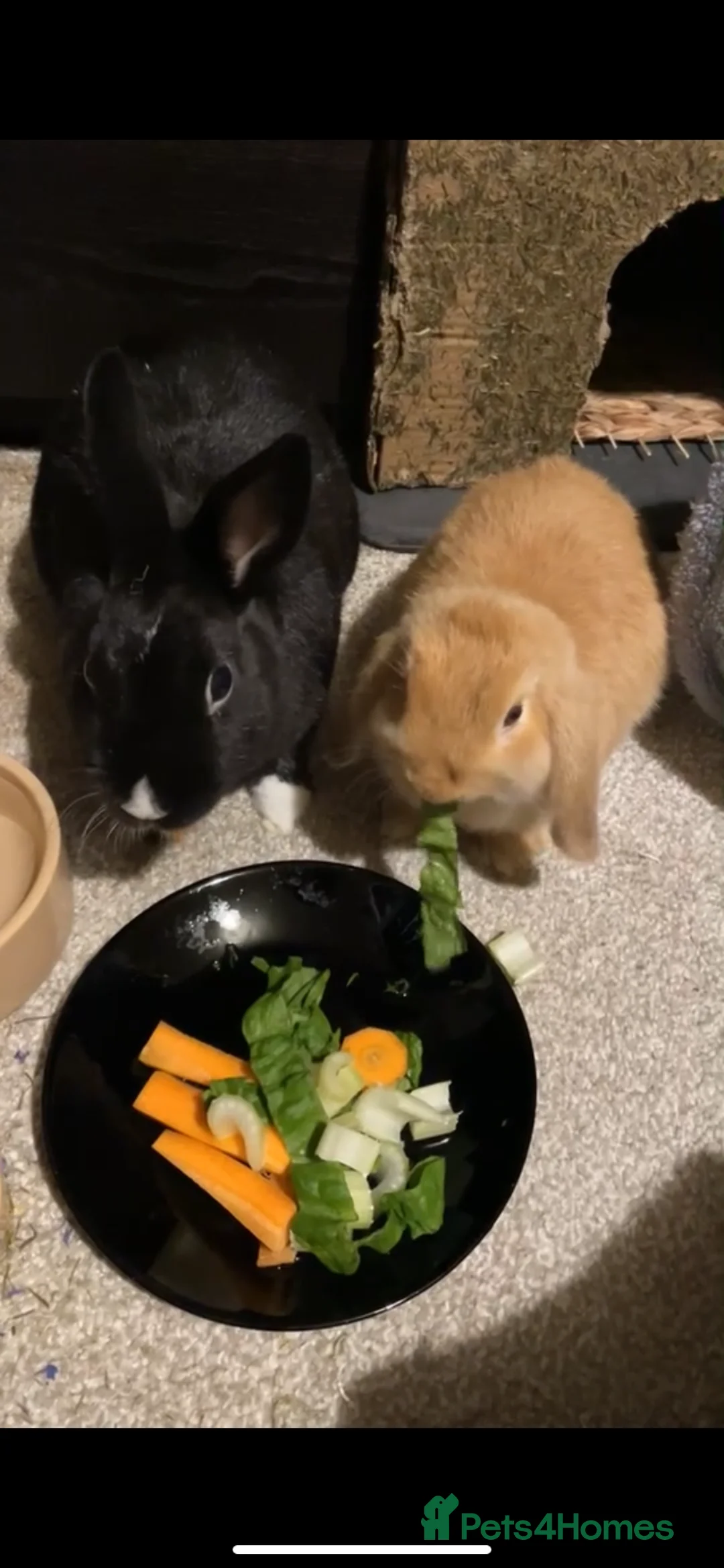 Mixed Breed rabbits for sale: Bunny couple looking for a forever home. - Advert 2