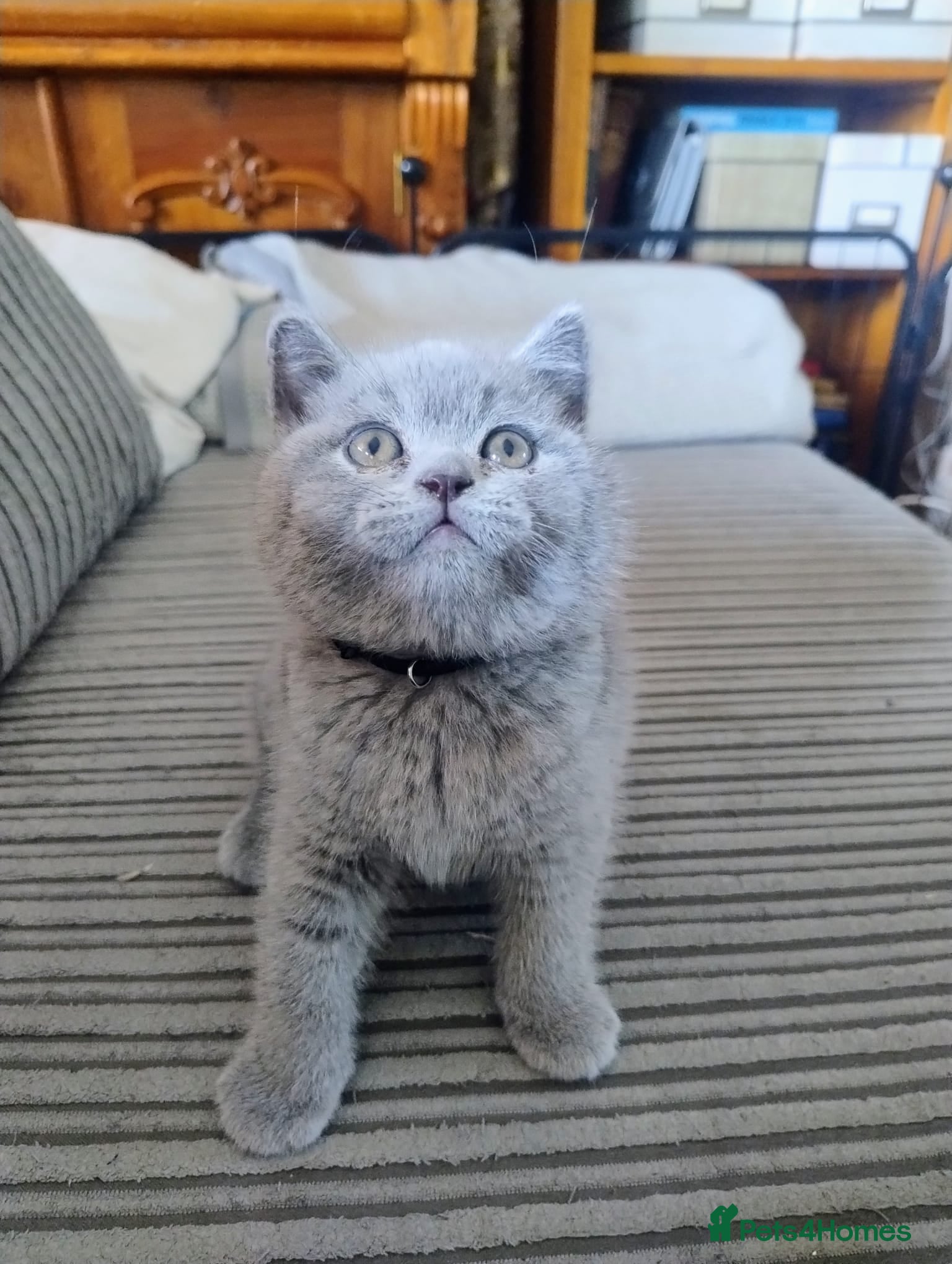 British Shorthair cats Last Gorgeous chunky British Shorthair Male. - Advert 2