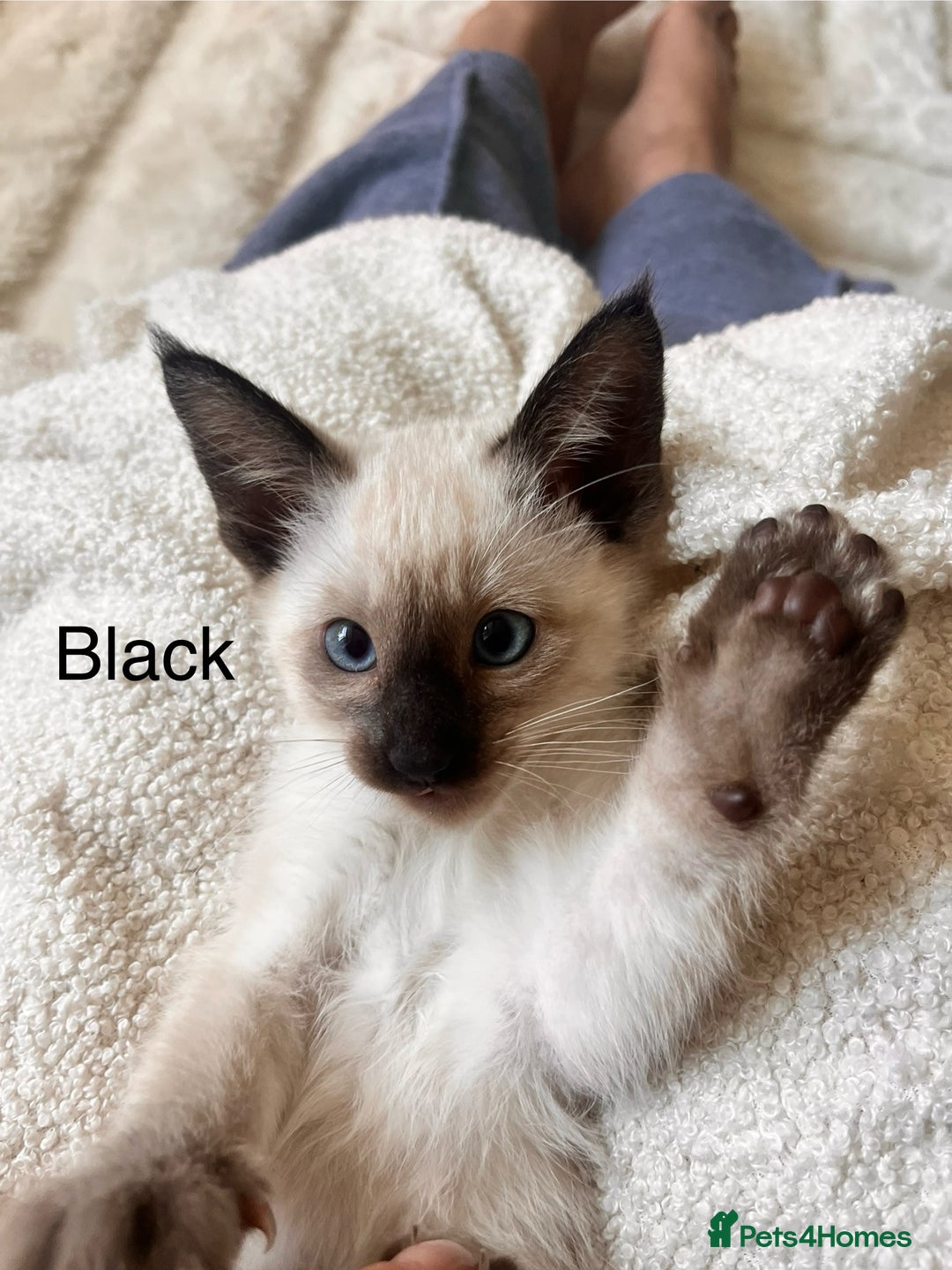 Siamese cats for sale: Human Toilet Trained! Exquisite Siamese Kittens - Image 29