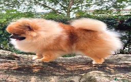 Pomeranian dogs for sale: Beautiful Pomeranian Grill - Image 4