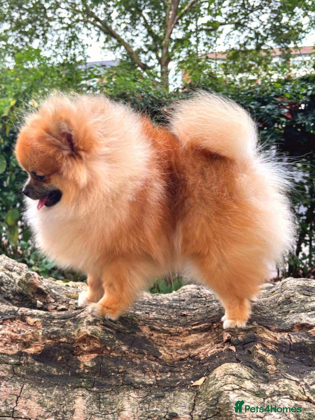 Pomeranian dogs for sale: Beautiful Pomeranian Grill - Image 4