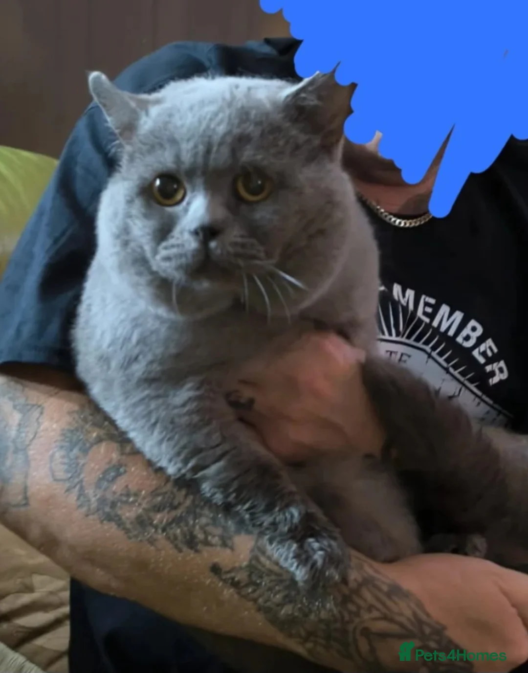 British Shorthair cats for sale: Male British Shorthair For Sale! - Advert 1