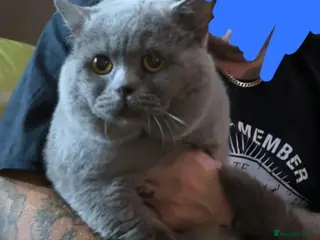 British Shorthair cats Male British Shorthair For Sale! - Advert 1
