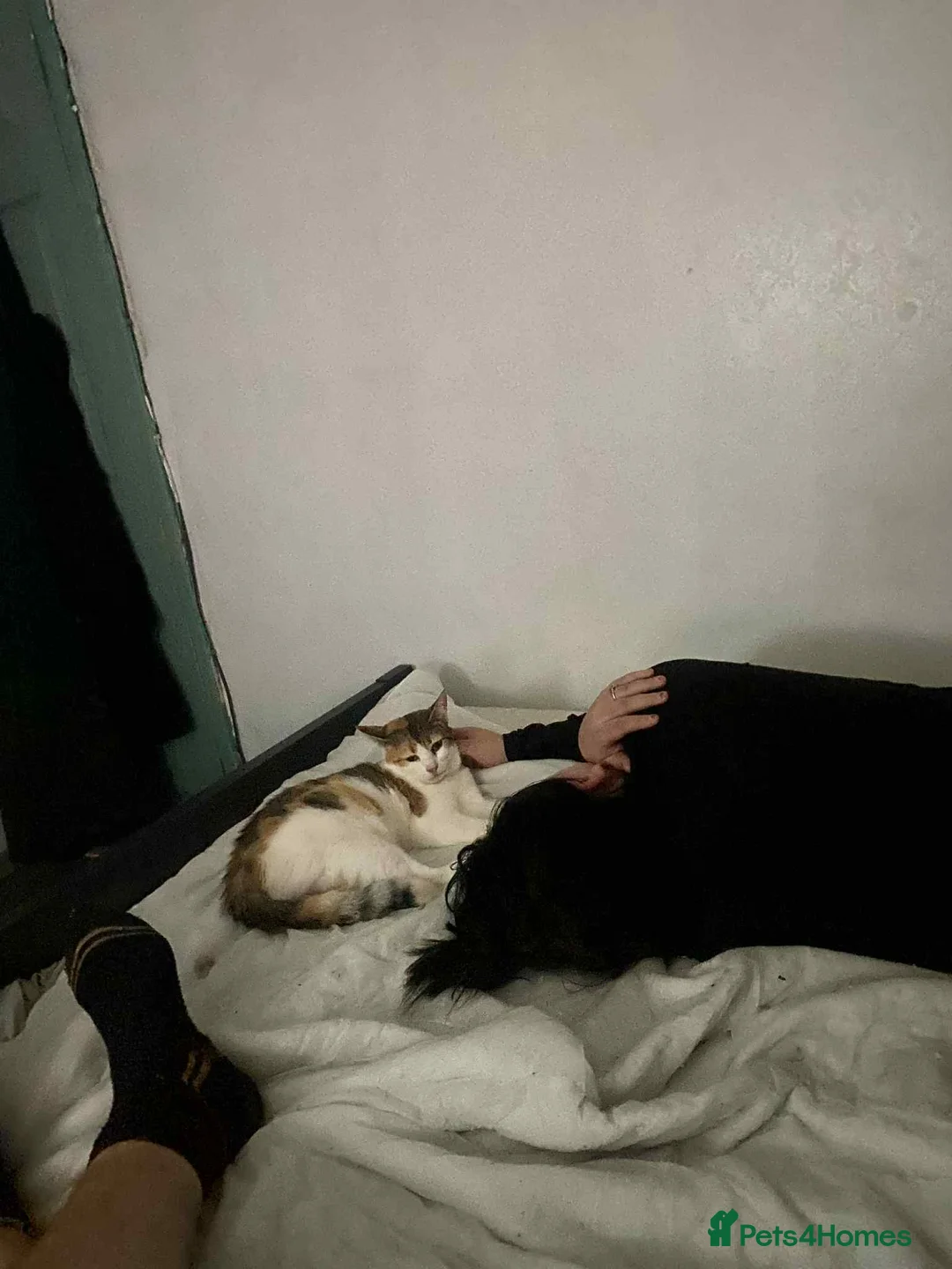 Mixed Breed cats for sale: 2 year old callico female  - Advert 4