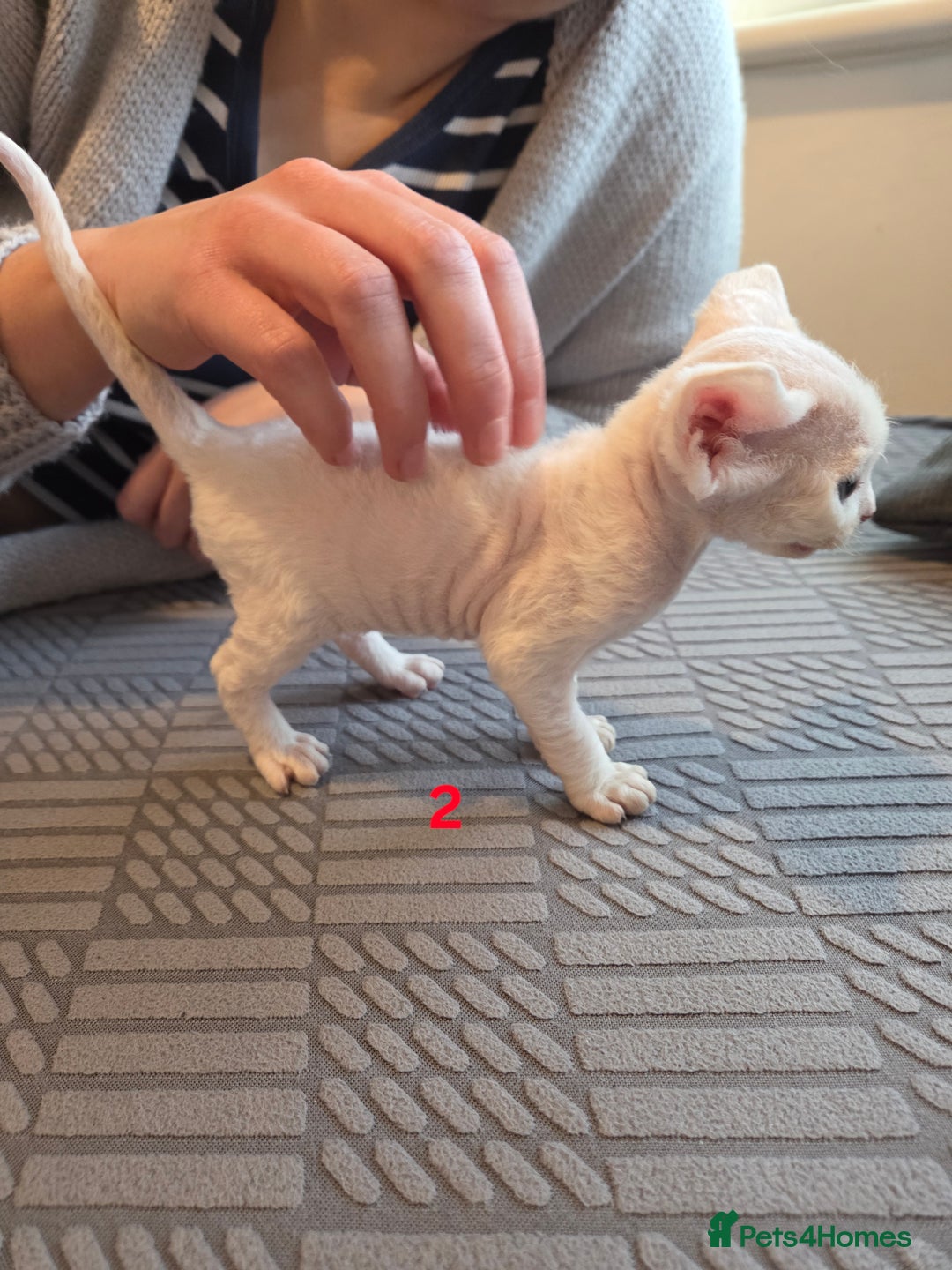 Devon Rex cats for sale: ✨ Beautiful Devon Rex Kittens – GCCF Registered ✨ - Advert 8