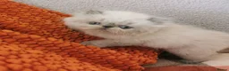 Exotic cats for sale: Pedigree exotic kittens - Advert 8