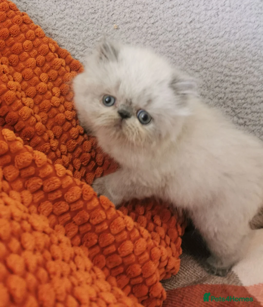 Exotic cats for sale: Pedigree exotic kittens - Advert 8