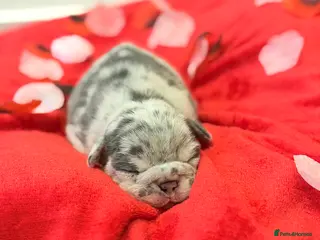 French Bulldog dogs 6 beautiful French bulldog puppies - Advert 1