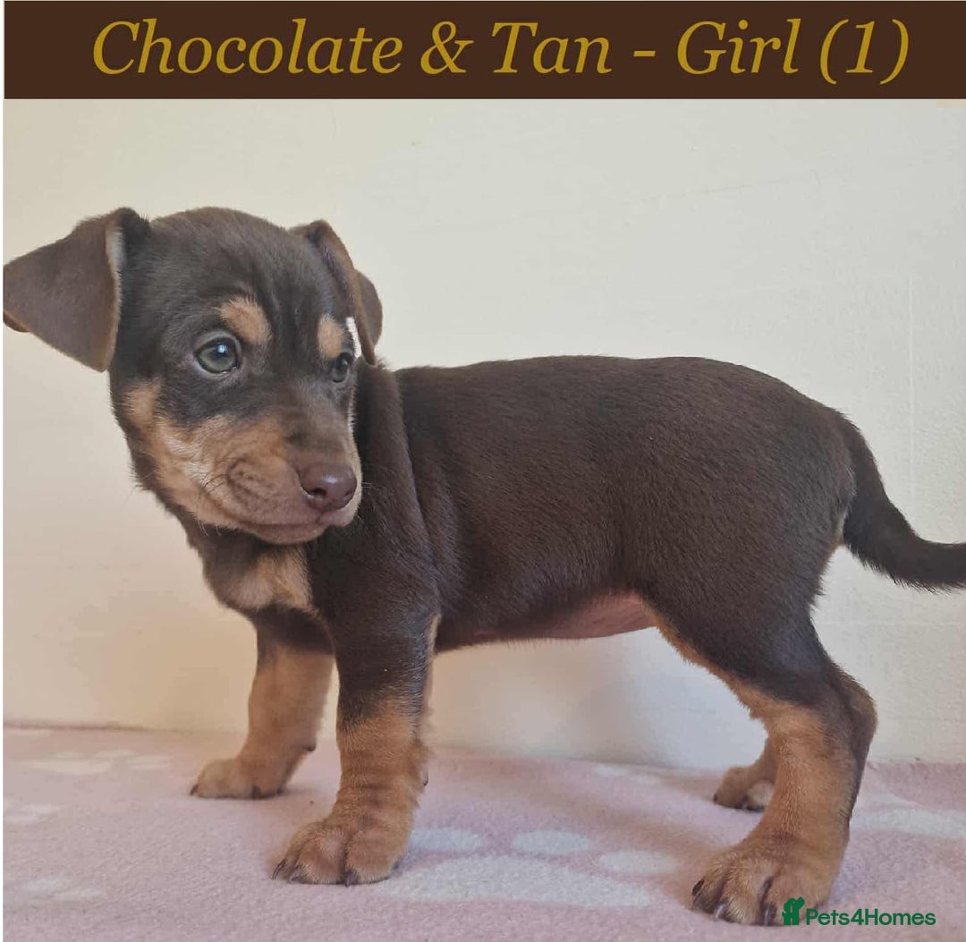 Jack Russell dogs for sale: Beautiful Muchwenlock Jack Russell puppies - Image 2