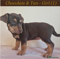 Jack Russell dogs - Advert 3