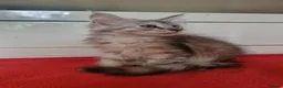 Maine Coon cats for sale: Beautiful Maine Coon Kittens  - Advert 13