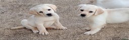 Labrador Retriever dogs for sale: Labrador puppies  - Advert 1