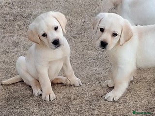 Labrador Retriever dogs Labrador puppies - Advert 1