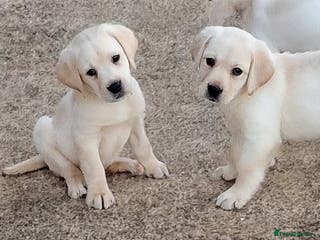 Labrador Retriever dogs Labrador puppies - Advert 4