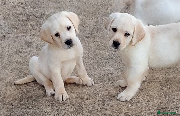 Labrador Retriever dogs Labrador puppies - Advert 10