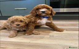 Goldendoodle dogs for sale: Beautiful GoldenDoodle Puppies Ready This Weekend! - Image 22