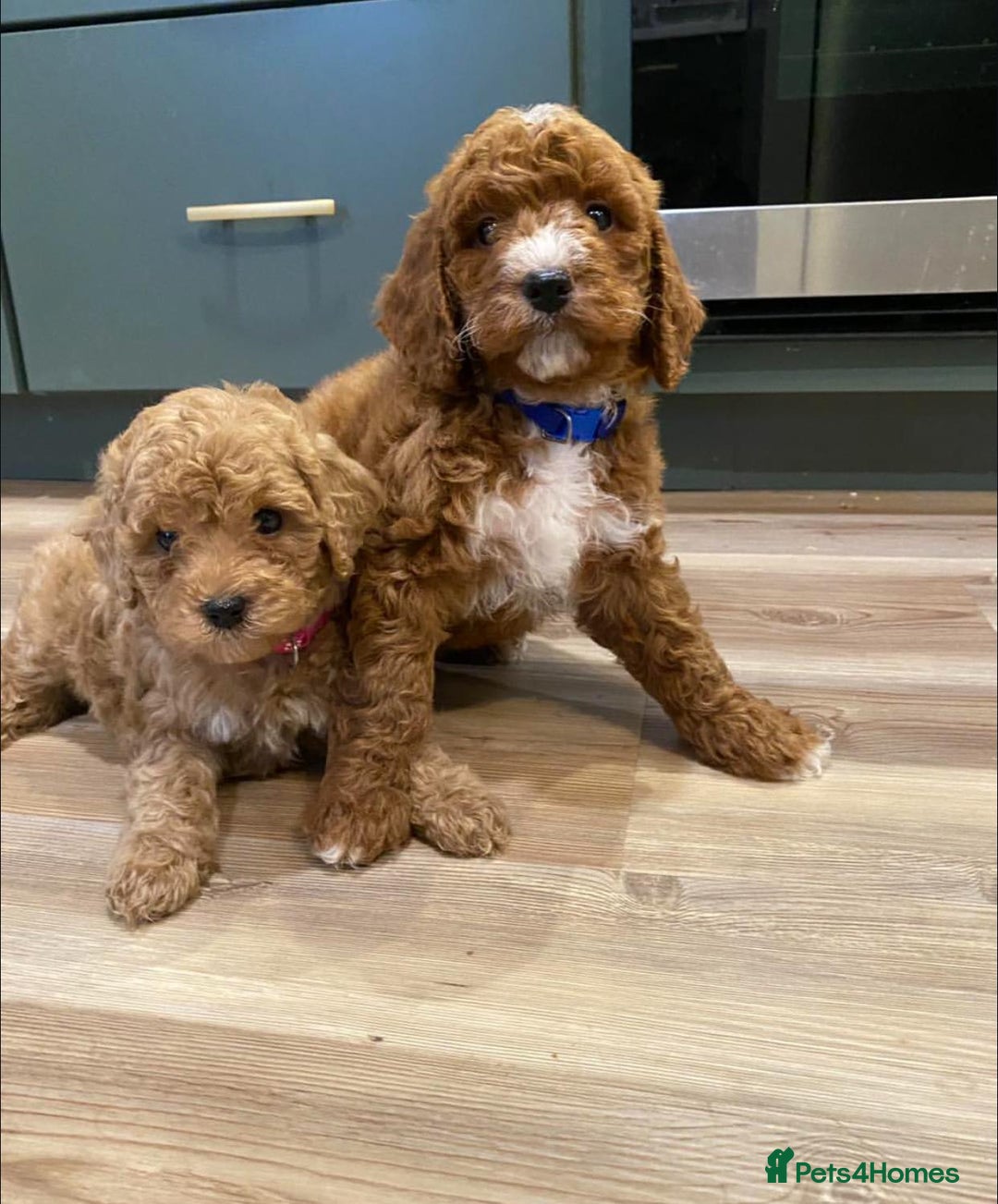 Goldendoodle dogs for sale: Beautiful GoldenDoodle Puppies Ready This Weekend! - Image 22