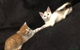 Mixed Breed cats for sale: Ginger and Tortie Kittens 2 available  - Image 14