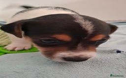 Jack Russell dogs for sale: Beautiful little Jack Girls  - Image 10