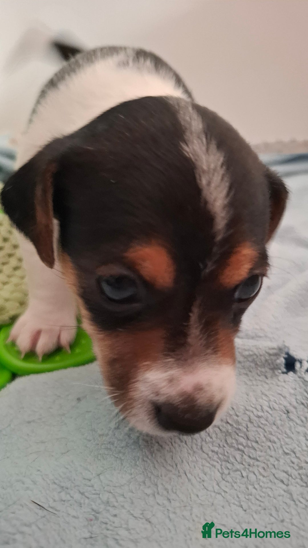 Jack Russell dogs for sale: Beautiful little Jack Girls  - Image 10