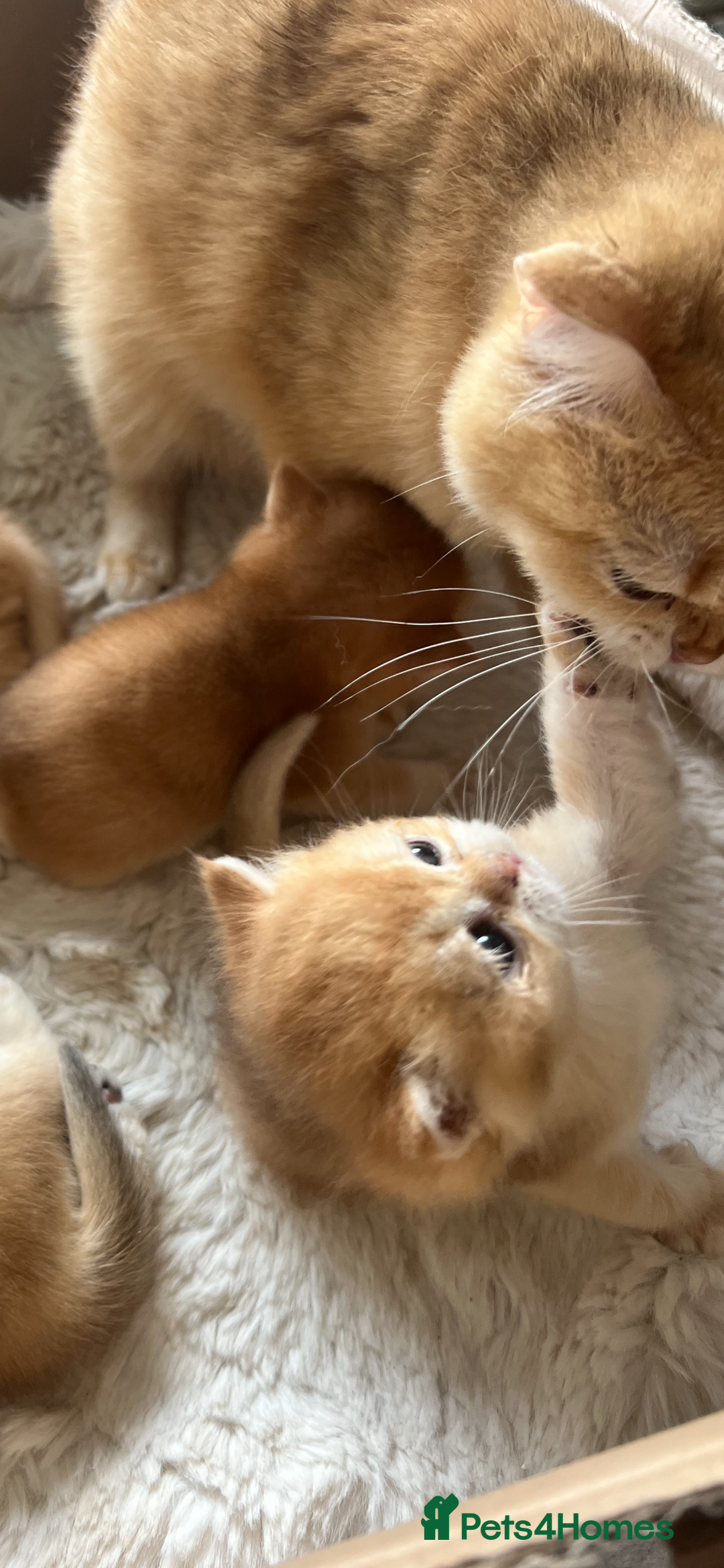 British Shorthair cats for sale: 💕Rare Show Quality Golden BRI ny12 Girl 💕 - Image 9