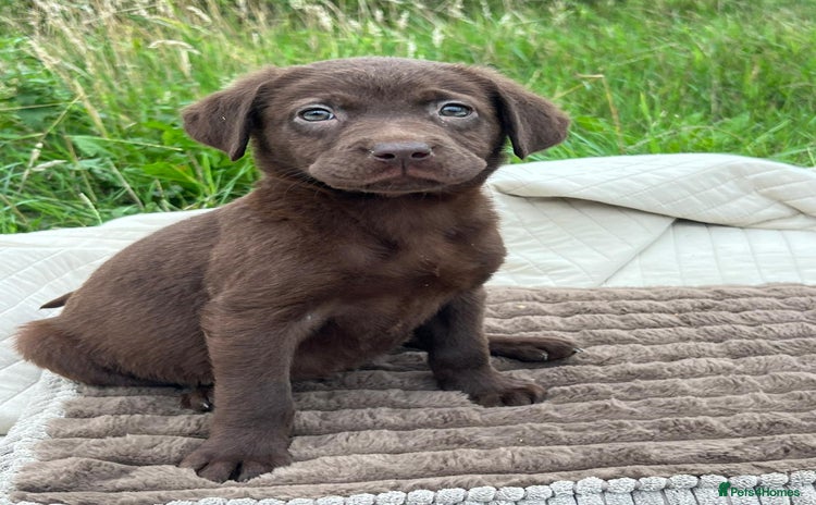 Labrador Retriever dogs - Advert 1