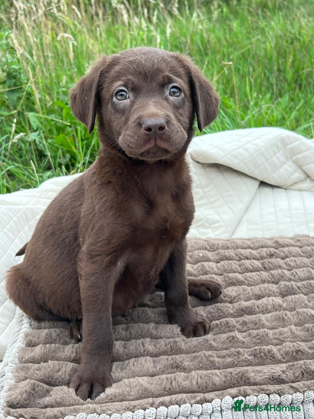 Labrador Retriever dogs for adoption: Jessie * Labrador Retriever * 240724 - Image 1