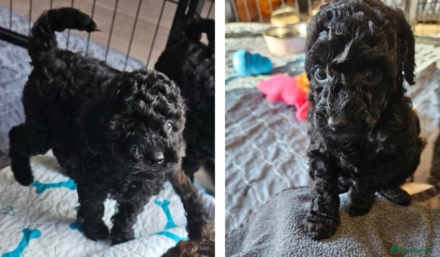 Miniature Poodle dogs Beautiful Health Tested Poodles - Advert 1