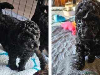 Miniature Poodle dogs Beautiful Health Tested Poodles - Advert 2