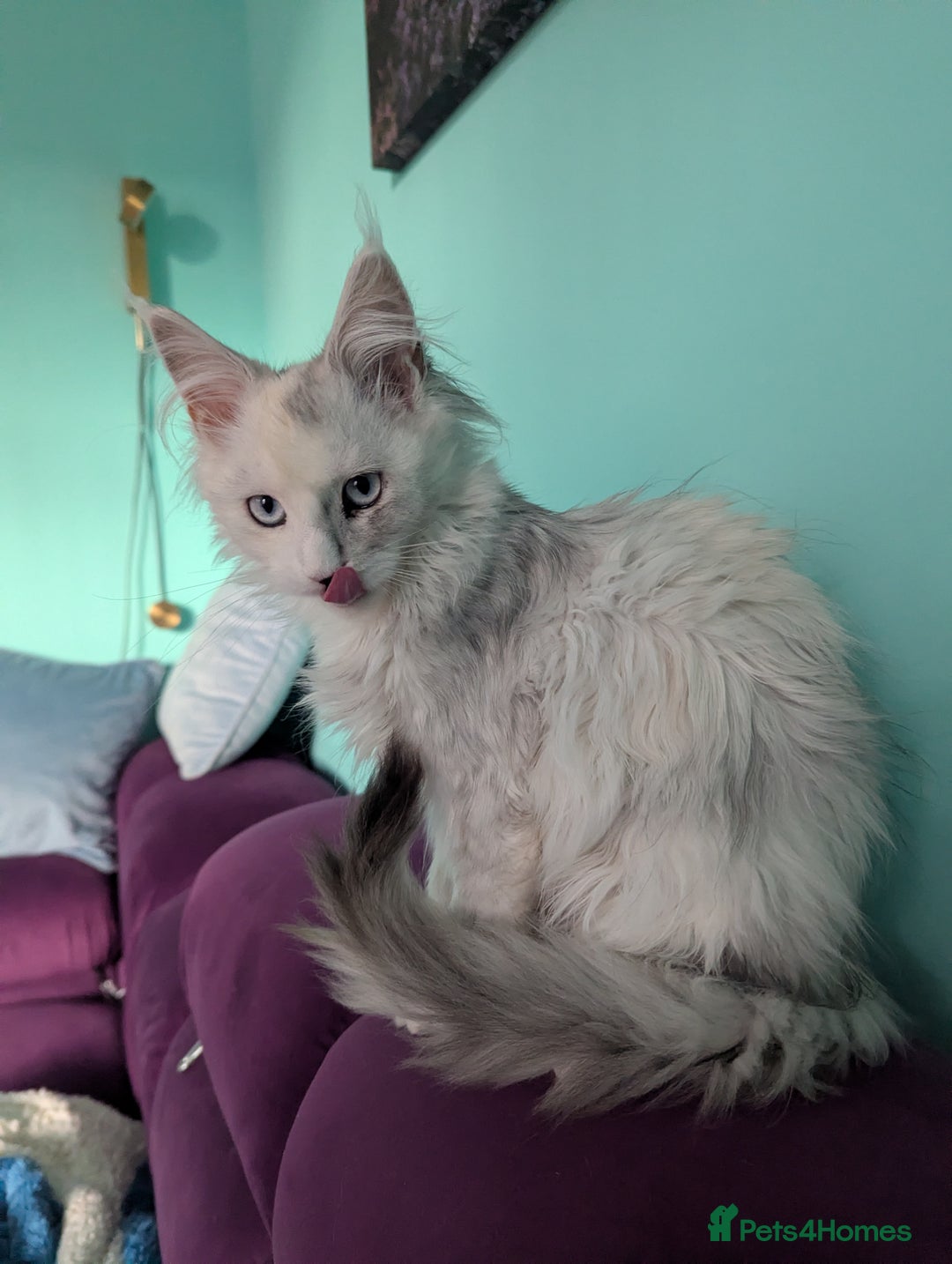 Maine Coon cats for sale: Beautiful Pedigree Maine Coon kittens  - Advert 7