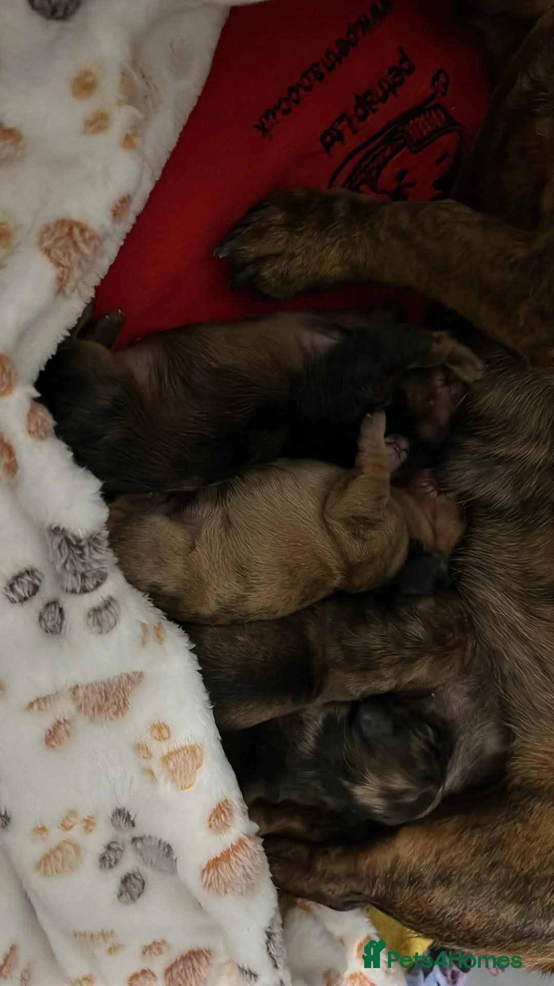 Dachshund dogs for sale: Miniature smooth coated dachshund  - Advert 2