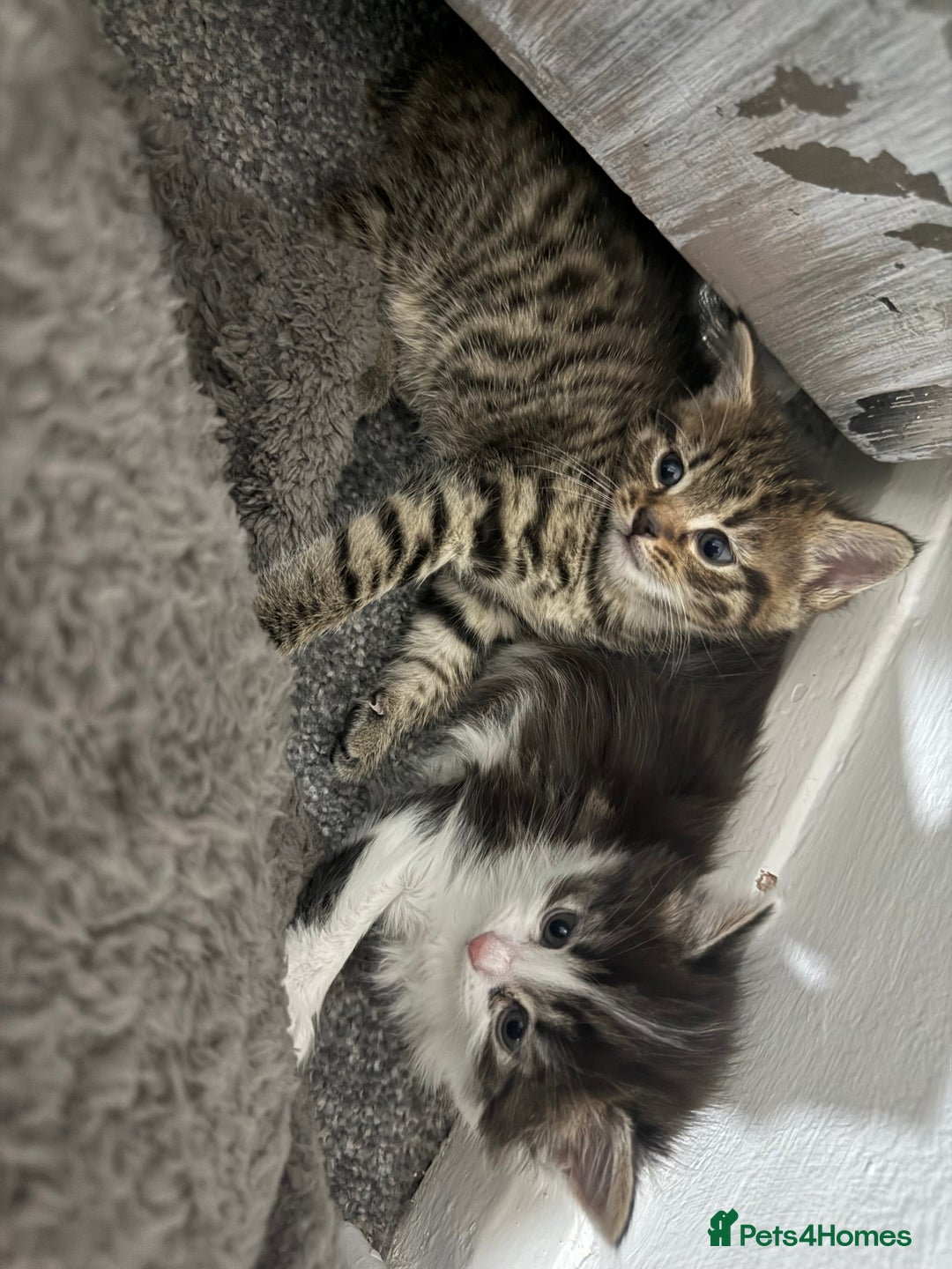 Brazilian Shorthair cats for sale: Gorgeous Brazilian short hair kittens - Image 5