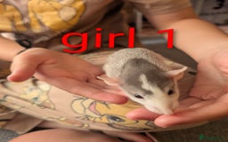 Rat rodents for sale: Adorable dumbo babies  - Image 10