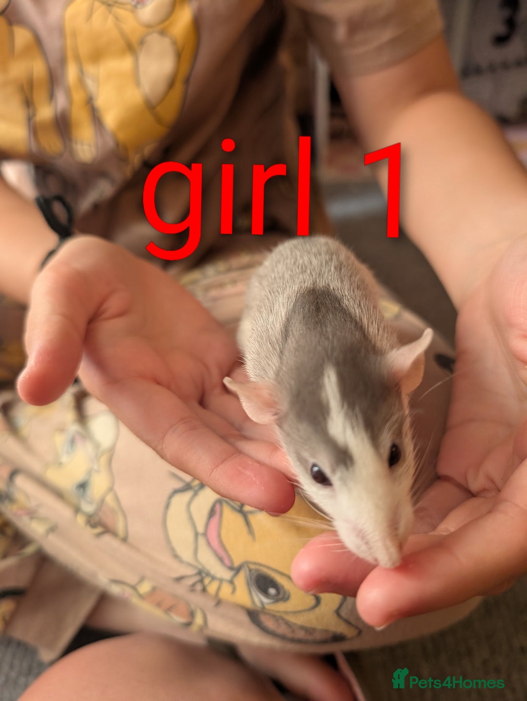 Rat rodents for sale: Adorable dumbo babies  - Image 10