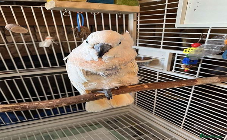 Cockatoo birds - Advert 1