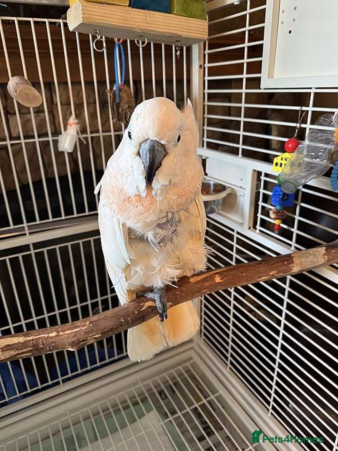 Cockatoo birds for sale: Moluccan Cockatoo - Image 1