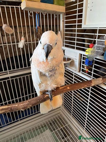 Cockatoo birds - Advert 1