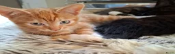Mixed Breed cats for sale: Beautiful mixed kittens - Advert 8