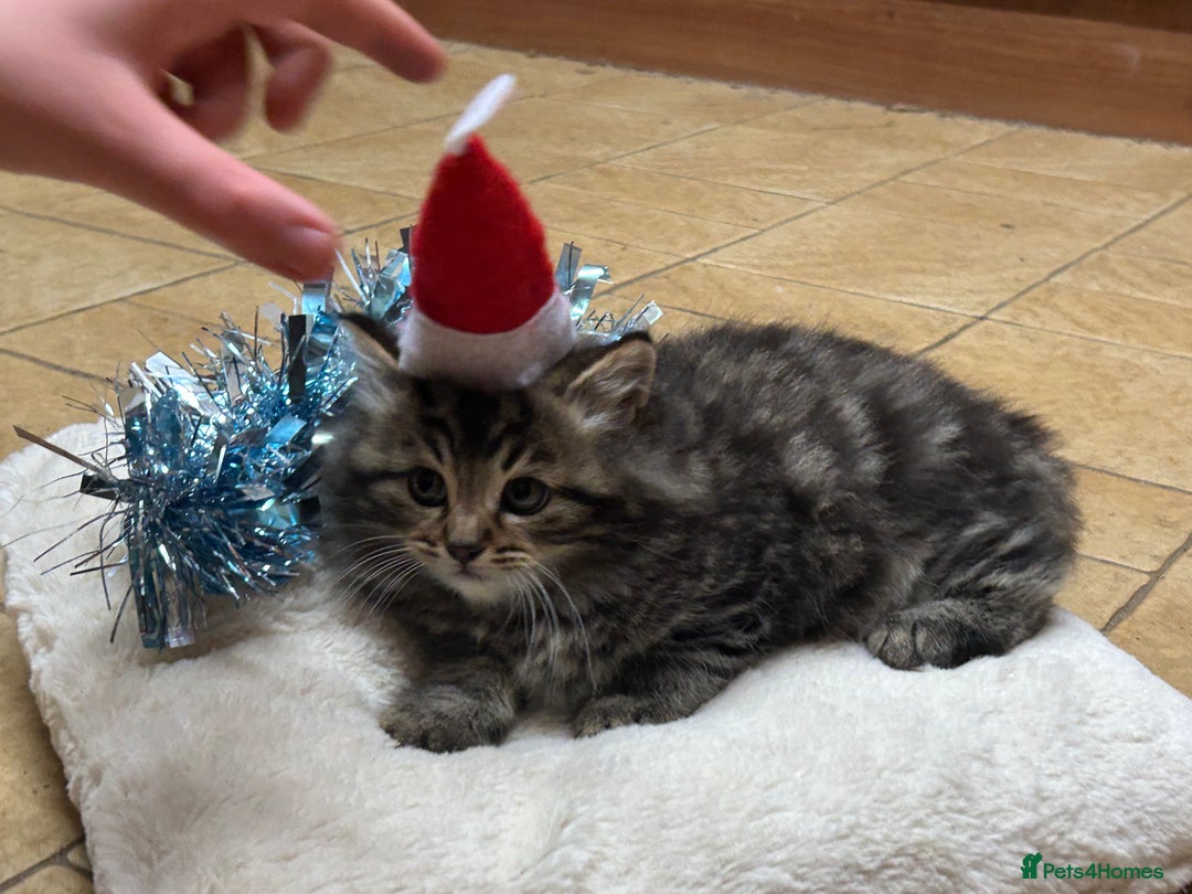 Mixed Breed cats for sale: Beautiful long haired male tabby kitten  - Advert 3