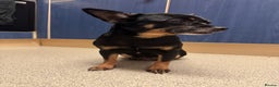 Mixed Breed dogs for sale: 9yr old Female Black & Tan Jackhuahua  - Advert 3