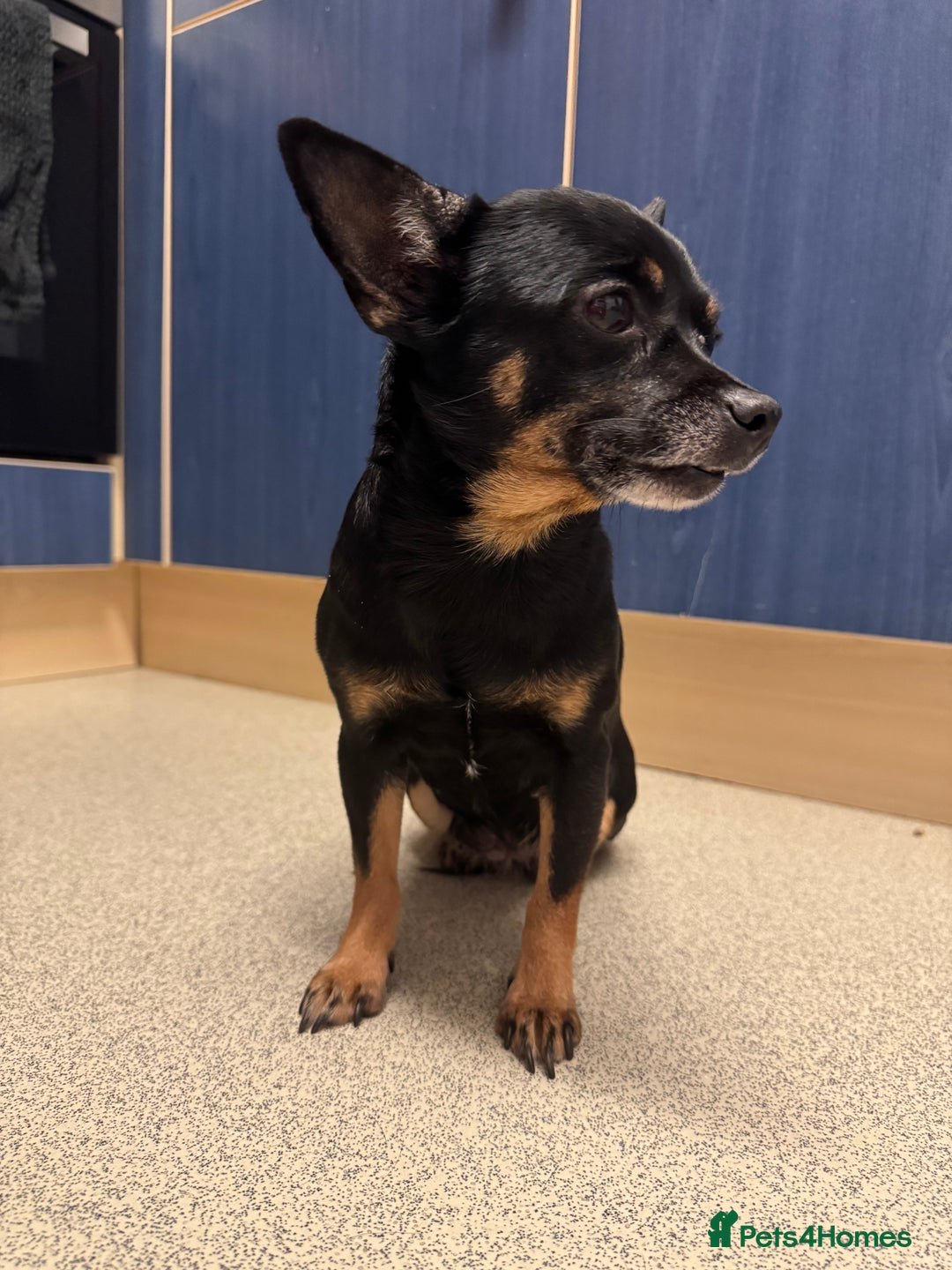 Mixed Breed dogs for sale: 9yr old Female Black & Tan Jackhuahua  - Advert 3